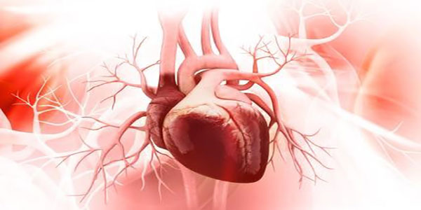 ساختار قلب در اکوکاردیوگرافی