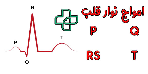 نوار قلب شامل چند موج می شود؟